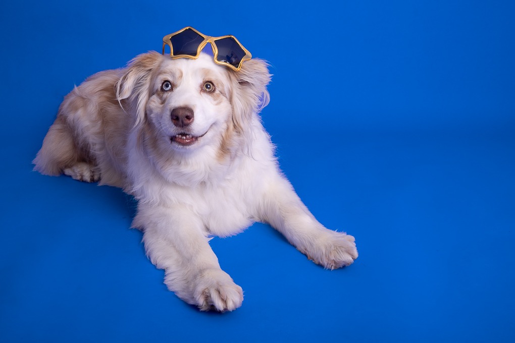 Photographe portrait animaux cheval chien chat lapin oiseaux 74 Le Lyaud Thonon-les-Bains Evian Haute-Savoie Suisse