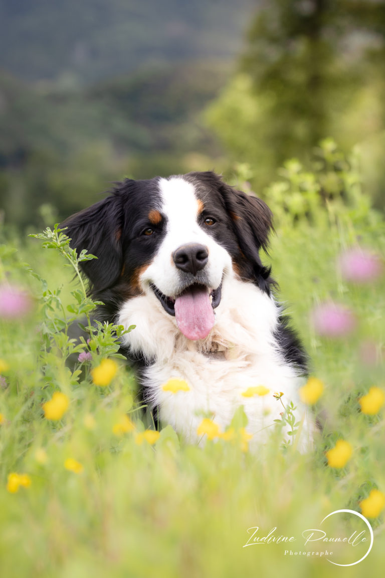Photographe portrait animaux cheval chien chat lapin oiseaux 74 Le Lyaud Thonon-les-Bains Evian Haute-Savoie Suisse